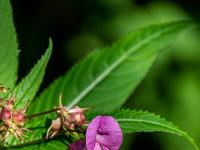 Drüsiges Springkraut Blüte